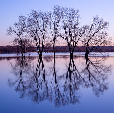 trees reflecting on water